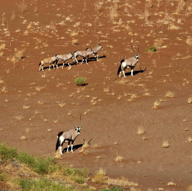 나미비아의 Gemsbok Oryx
