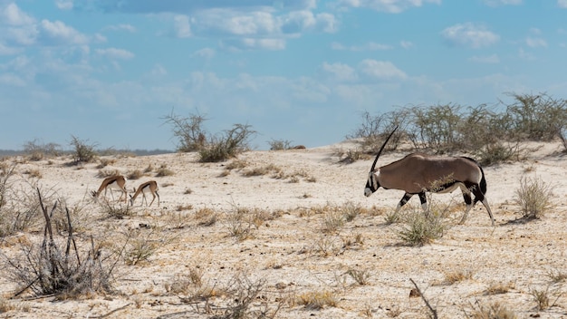 Gemsbok Oryx walking through scrub