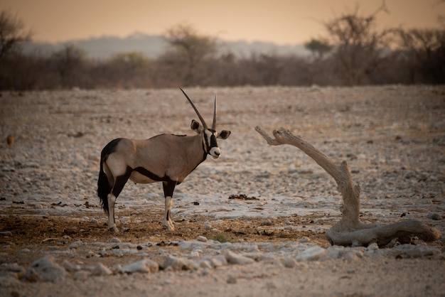 Gemsbok staat in profiel en draait zich naar de camera.