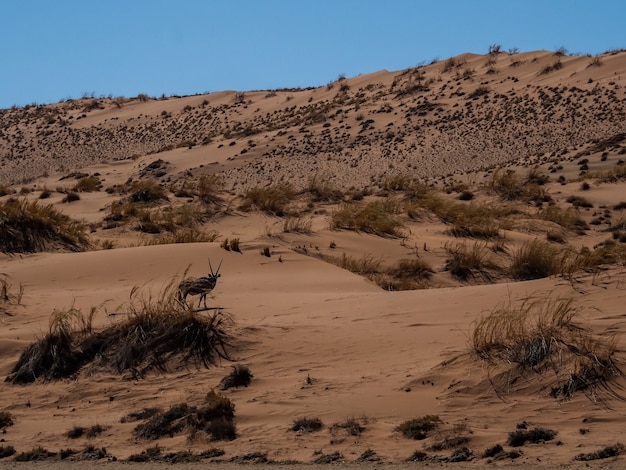 Gemsbok walking in vast grassland desert under blue sky