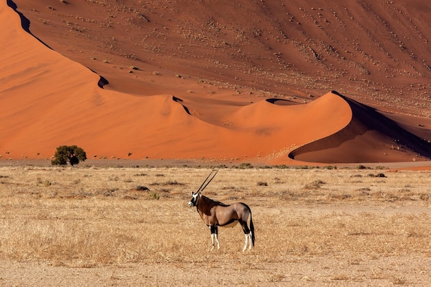 Gemsbokantilope Namibië Afrika