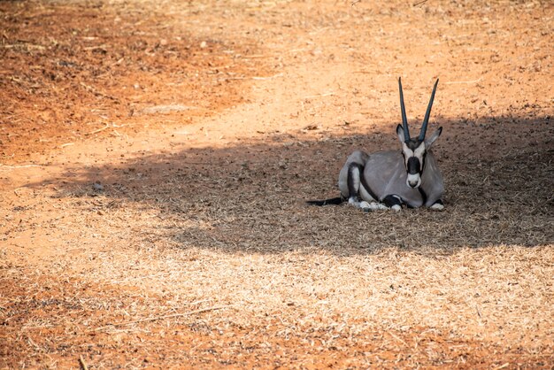 The gemsbook in wildlife