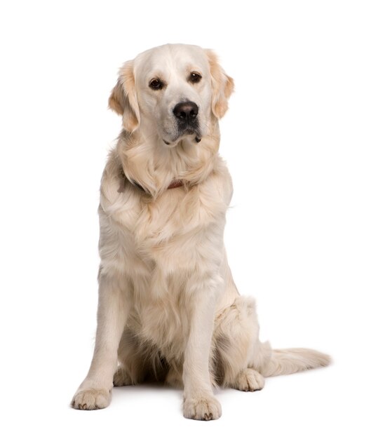 Gen retriever,  sitting