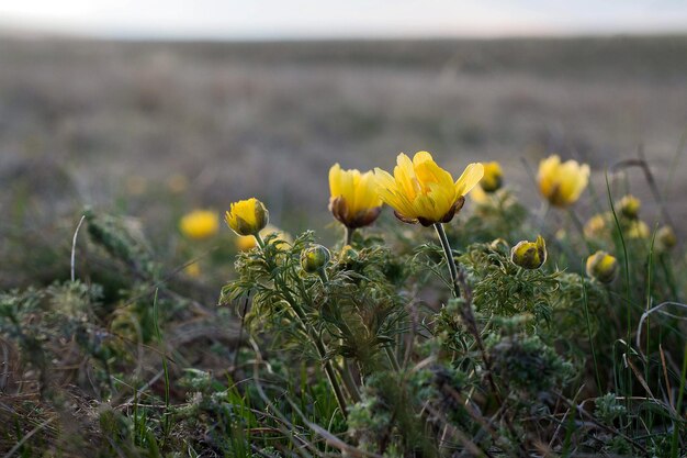 Geneeskrachtig kruid Adonis vernalis lentebloemen