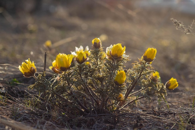 Geneeskrachtig kruid Adonis vernalis vroege lentebloemen