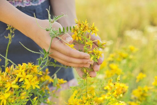 Geneeskrachtige kruiden groeien in wilde weide. Geel bloeiende Sint-janskruid hypericum in meisjeshand. Natuurlijke kruidengeneeskunde