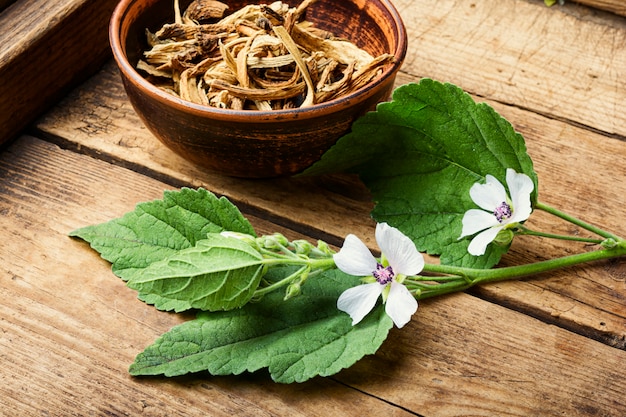 Geneeskrachtige plant althaea