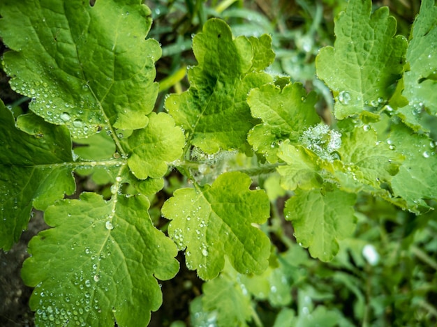 Geneeskrachtige plant stinkende gouwe Chelidonium