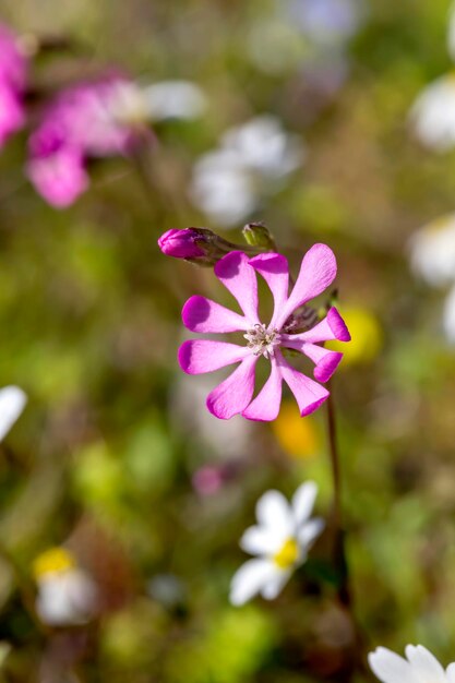 Geneeskrachtige planten Zachte roze plant Silene dioica close-up groeit in een lenteweide op een zonnige dag