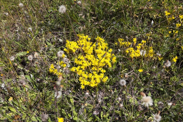 Geneeskrachtige wilde planten in het veld in de wildernis