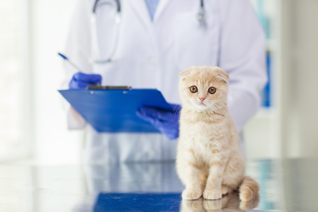 geneeskunde, huisdier, dieren, gezondheidszorg en mensenconcept - close-up van dierenarts arts scottish fold kitten en klembord bij dierenartskliniek