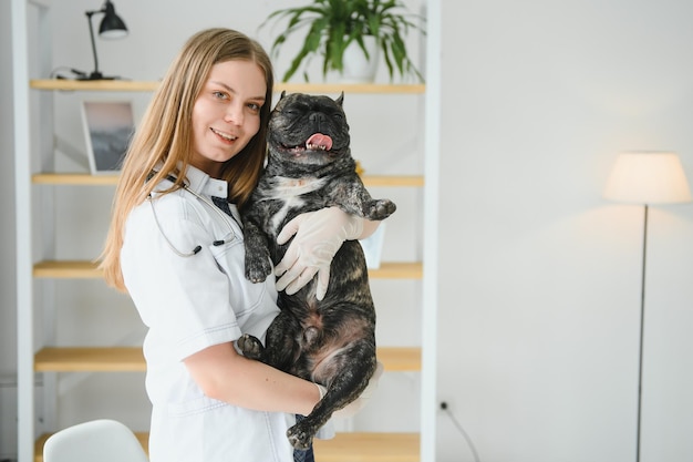 Geneeskunde huisdier zorg en mensen concept close-up van Franse bulldog hond en dierenarts arts hand bij dierenarts kliniek