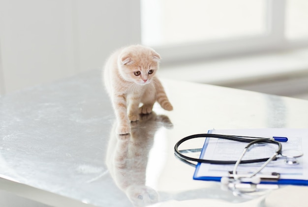 geneeskunde, huisdieren, dieren, katten en gezondheidszorgconcept - close-up van scottish fold kitten en stethoscoop met klembord op tafel bij dierenartskliniek
