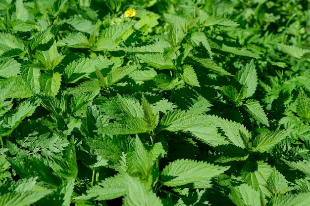Geneesmiddelenplant brandnetel