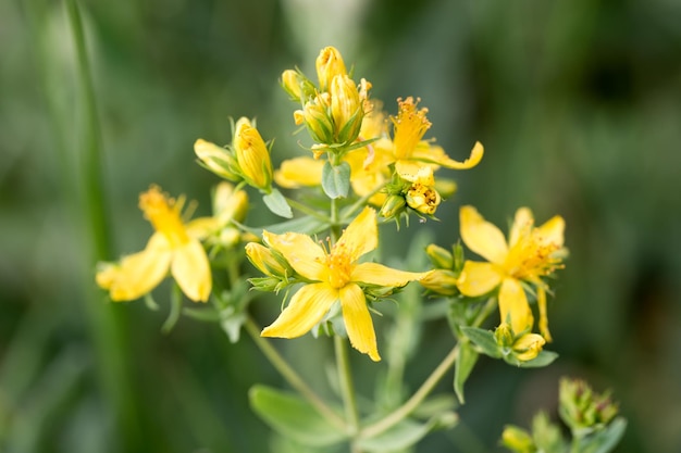 Geneesmiddelenplanten St. John's wort bloemen Hypericum perforatum gele bloemen bloemen in het wild