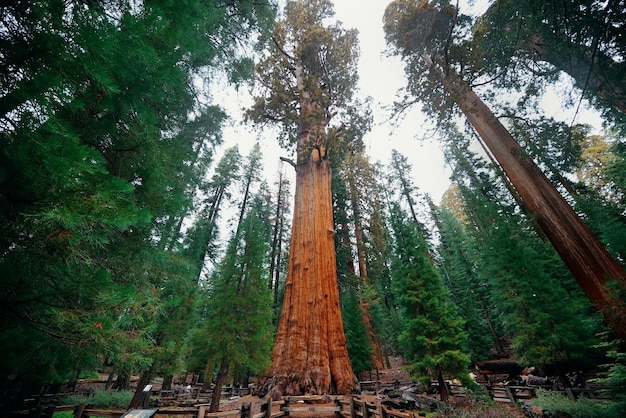 Generaal Sherman Tree in Sequoia National Park