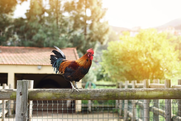 Photo general plan of barnyard with rooster climbing on the fence