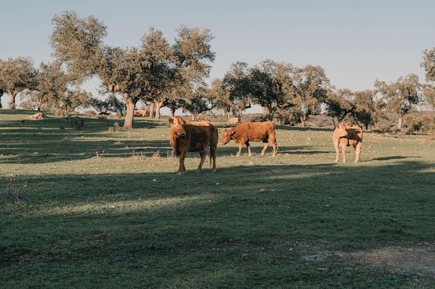 Foto vista generale di bellissime mucche che pascolano nel campo