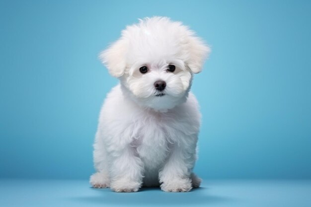 Generative AI Cute little Bichon Frise dog on white background in studio