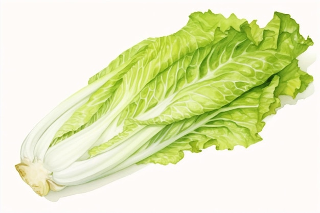 Generative AI fresh chinese cabbage on a white background Watercolor illustration