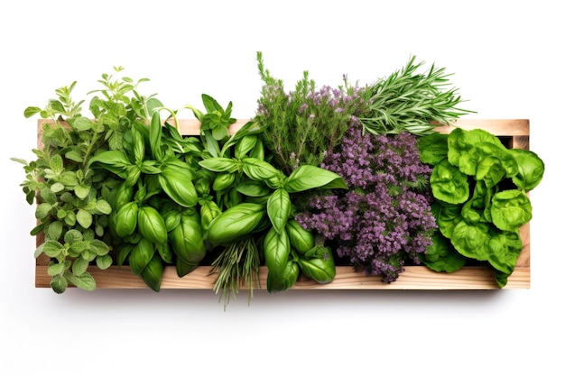 Generative AI illustration of assortment of fresh aromatic herbs on plain colorful backgrounds Isolated