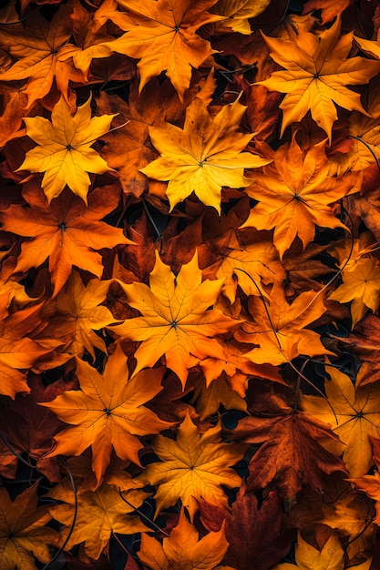 Generative AI illustration of Autumn wallpapers backgrounds in the style of naturalistic tones