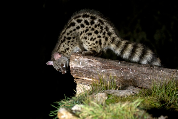 Genet, Genetta genetta