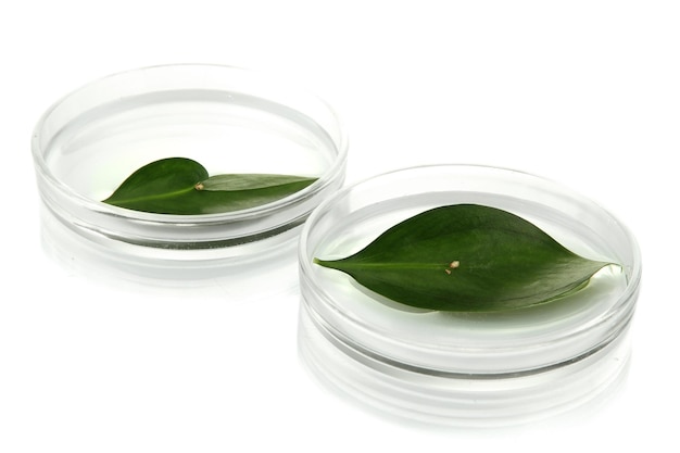 Genetically modified leaves tested in petri dishes isolated on white