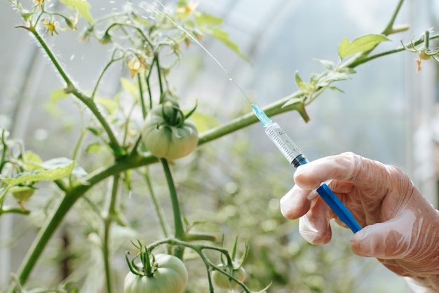 Genetisch gemodificeerde voedselexperimenten met plantaardig dna-concept Bioloog-arts in handschoenen die vaccin uit spuit spuiten tegen de achtergrond van tomaten in kas close-up van hand