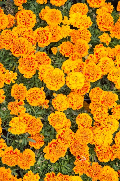 Genezende kruiden. Bloeiende textuur. Mooie oranjerode goudsbloem bloemen laat achtergrondpatroon. Goudsbloem bloemen. Bloemen achtergrond. Plantkunde flora. Tagetes bovenaanzicht. Lente natuur. Bloemen in veld.