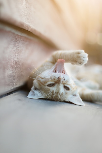 Foto geniet de katjes oranje gestreepte kat van en slaap op houten vloer met natuurlijk zonlicht