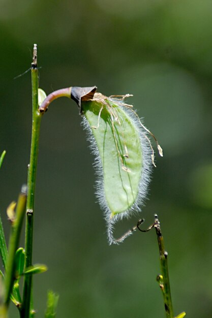 Genista è una specie di arbusti della sottofamiglia delle faboideae all'interno della famiglia delle fabaceae