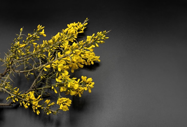 Photo genista scorpius is a thorny shrub