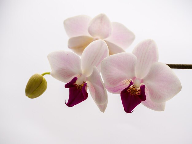 Gentel orchid blossom purple phaleanopsis dendrobium orchid pink and white orchid isolated on white