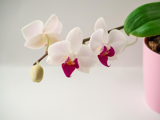 사진 분홍색 비 꽃의 부드러운 오르키데아 보라색 phalaenopsis dendrobium 오르키디 분홍색과 색 오르키드 고립