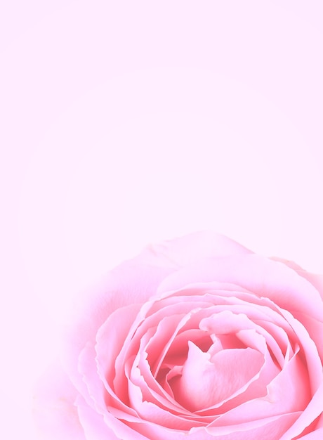 Gentle background of pink rose