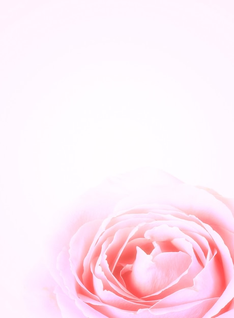 ピンクのバラの優しい背景