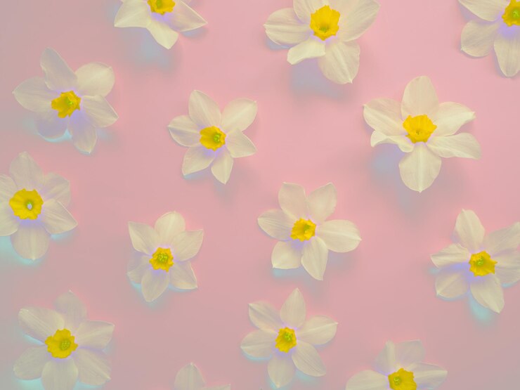 Gentle background with flowers of daffodils Template for greeting card invitationcopy space