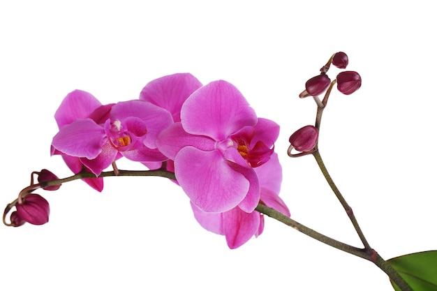 Нежная красивая орхидея, изолированная на белом