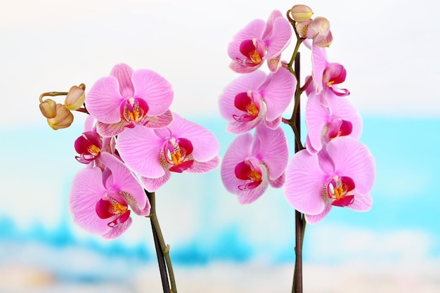 Gentle beautiful orchid on natural background