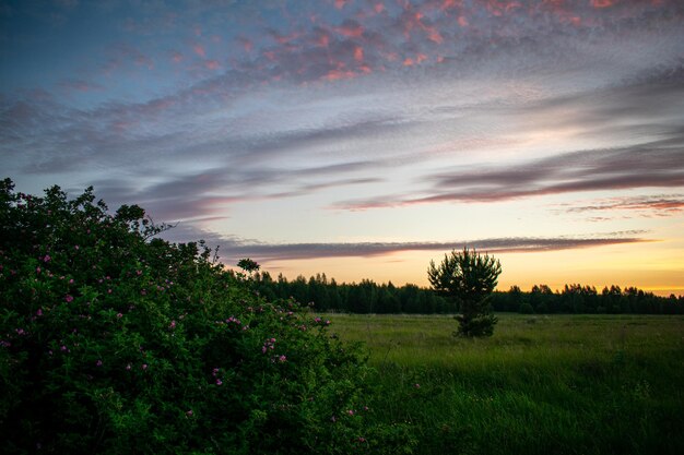 Gentle and beautiful sunrise in the field in summer