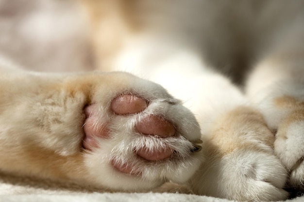 분홍색 패드가 있는 흰색 고양이의 부드럽고 매력적인 발이 카메라를 닫습니다.