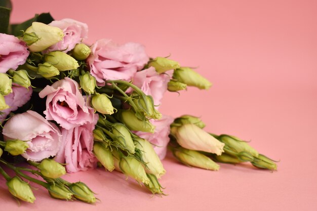 Foto fiori delicati su un primo piano rosa del fondo con il posto per testo.