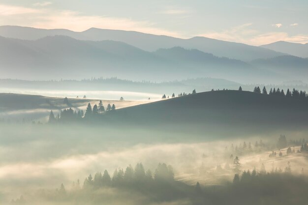 Gentle foggy misty landscape with fir forest and pine trees in mountains valley aerial view