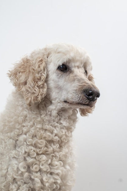 Gentle gaze of a wellgroomed curly white poodle