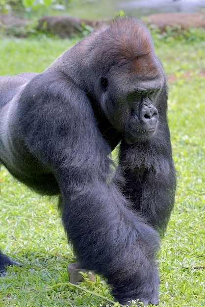 The gentle giant, Lowland silverback gorilla