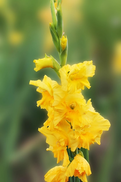 Gentle gladiolus of yellow color basks in the rays of the summer sun gladiolus on an isolated green background