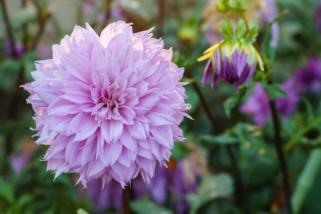 Gentle lilac dahlia flower on the bush, closeup