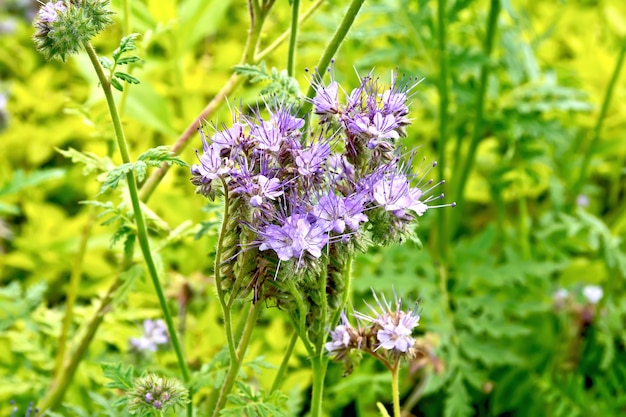 Photo gentle-lilac flowers of the phacelia tanacetifolia, known under the names of lacy phacelia, blue tansy or purple tansy, of the family boraginaceae against the background of green grass