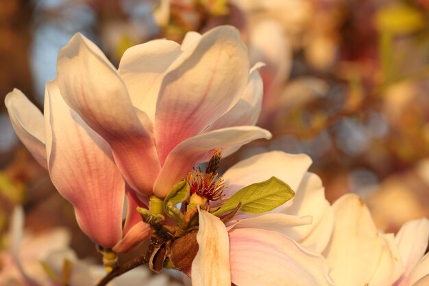 Gentle magnolia tree flowers on branch in spring garden exotic plant blooms in sunny park
